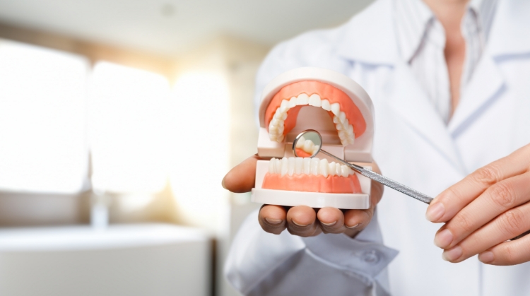 Dentist holding a dental model and using a dental tool to demonstrate teeth cleaning or dental care.